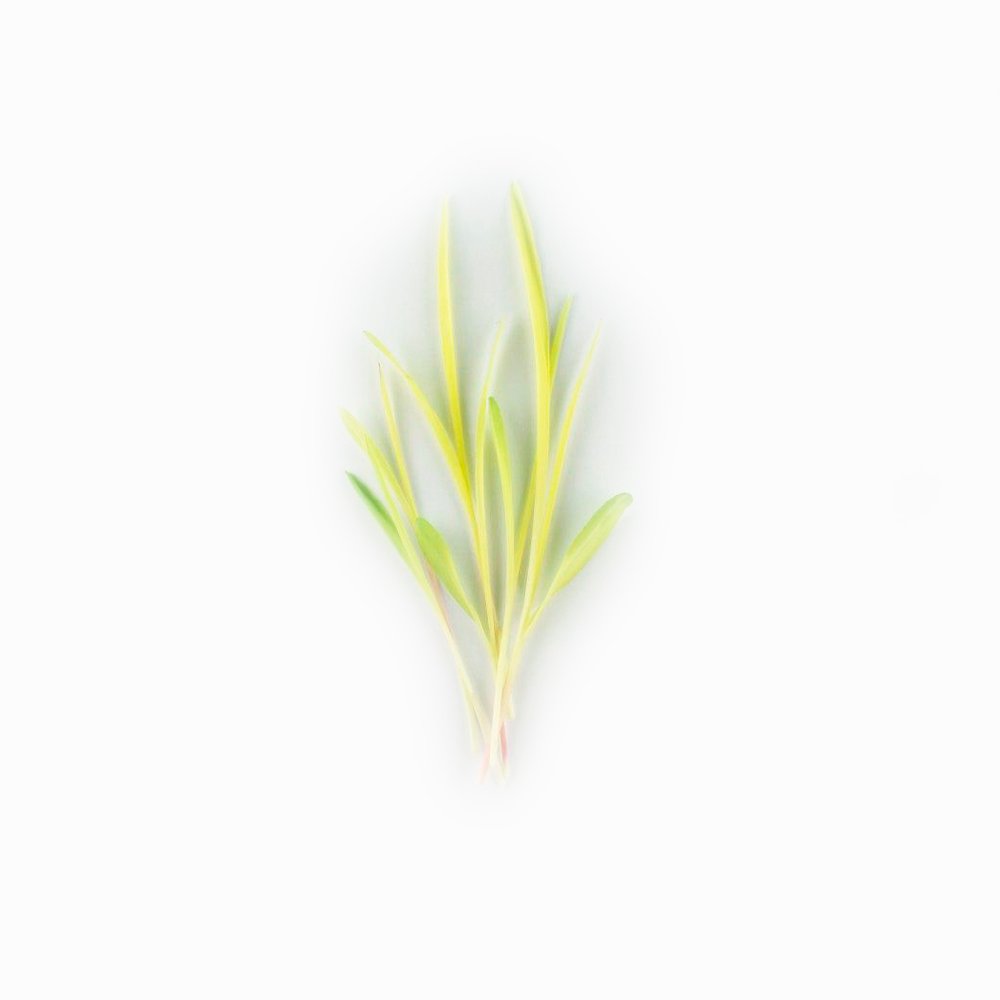 Мікрозелень кукурудза - GreenMood - онлайн магазин мікрозелені у Івано-Франківську